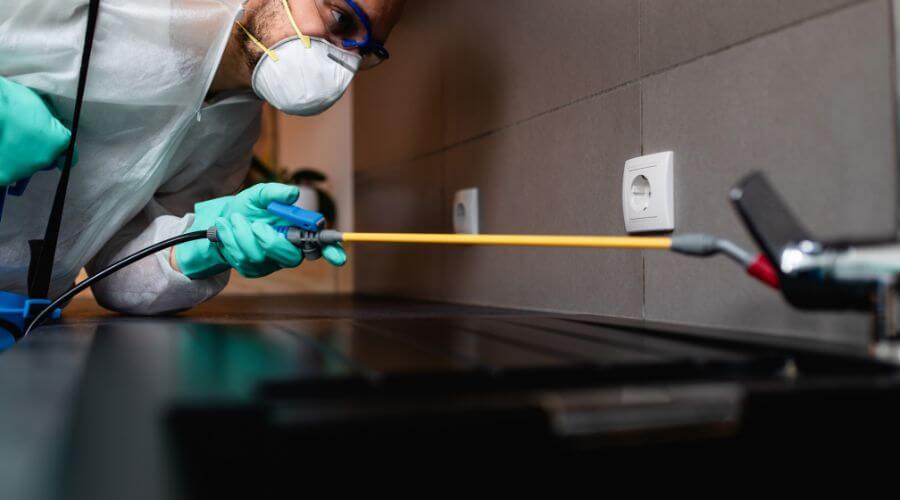 Why choose Spider Extermination Biltmore Area for spider extermination in Biltmore Area